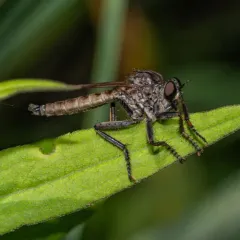 Black-spined Bladetail thumbnail 4