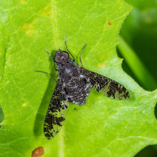 Spotted Bee Fly