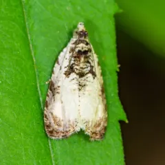 Malana Leafroller Moth thumbnail 4
