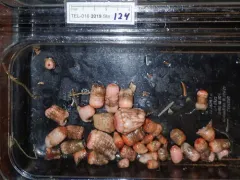 Actinauge cristata thumbnail 2