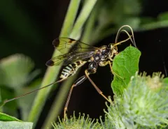 Spilopteron formosum thumbnail 2