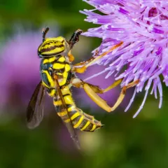 Eastern Hornet Fly thumbnail 3