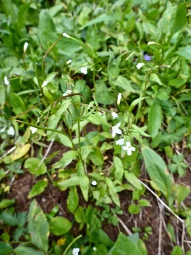 Milkflower Willowherb