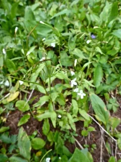 Milkflower Willowherb thumbnail 1