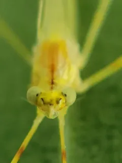Heptagenia flavescens thumbnail 2