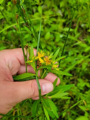 creeping St. John's-wort