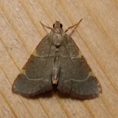 Pink-fringed Dolichomia Moth thumbnail 2