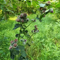 Woolly Burdock thumbnail 4