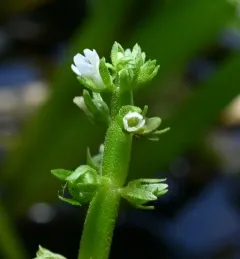 Featherfoil thumbnail 3