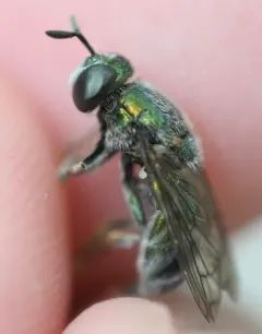 Large Metallic Ant Fly thumbnail 3