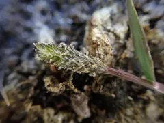 foxtail prickle grass thumbnail 4
