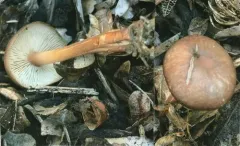 watery toughshank thumbnail 2