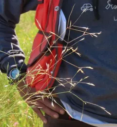 annual hairgrass thumbnail 2