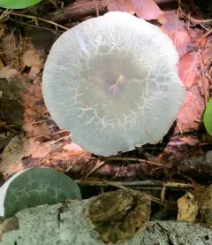 Green Quilt Russula thumbnail 3