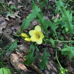 smooth yellow false foxglove thumbnail 3