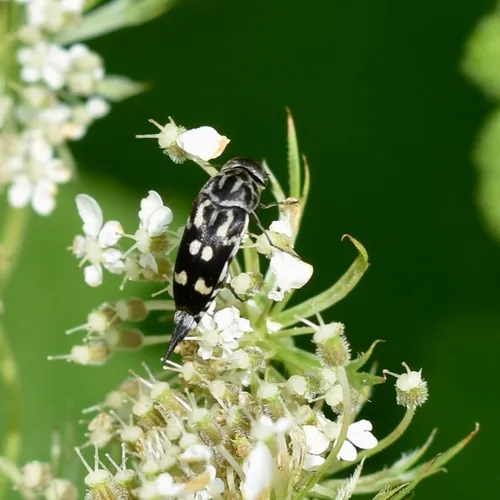 Eight-spotted Tumbling Flower Beetle