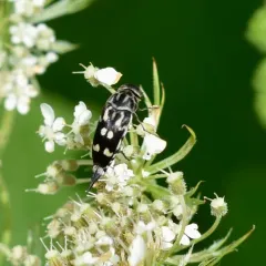 Eight-spotted Tumbling Flower Beetle thumbnail 1