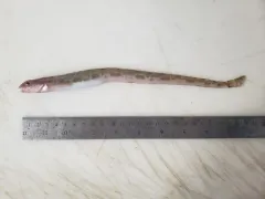 Slender Eelblenny thumbnail 2