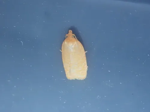 Distinct Sparganothis Moth