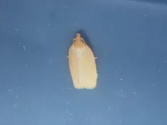 Distinct Sparganothis Moth thumbnail 1