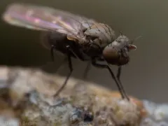 Scatella stagnalis thumbnail 2