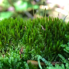 Whip Fork Moss thumbnail 4