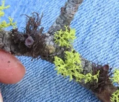 Tufted Foxtail Lichen thumbnail 2