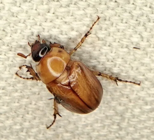 Southwestern Masked Chafer