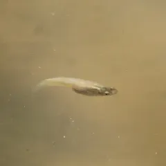 Western Mosquitofish thumbnail 4