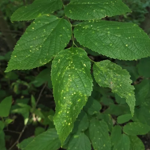 Hackberry Blister Gall Psyllid