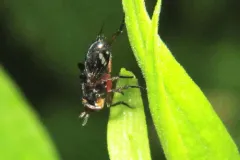 Euthera setifacies thumbnail 2