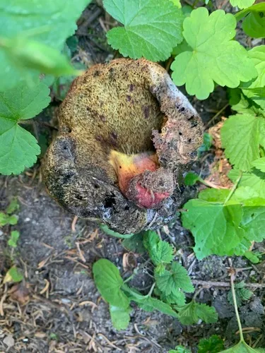 Gastroboletus xerocomoides