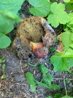 Gastroboletus xerocomoides thumbnail 1