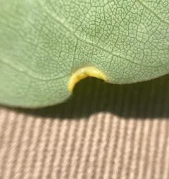 Phylloxerina nyssae thumbnail 3