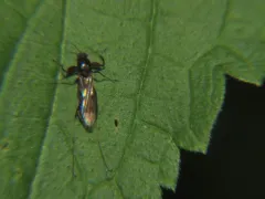 Heteromyia prattii thumbnail 2