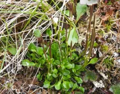 alpine bittercress thumbnail 4