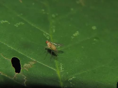 Amblypsilopus dorsalis