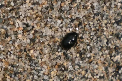 Corimelaena nigra