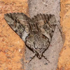 Wonderful Underwing thumbnail 3