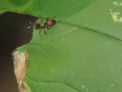 Pleolophus indistinctus thumbnail 3