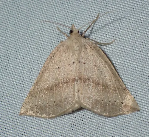 Thallophaga taylorata