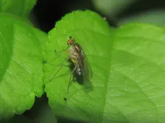 Dolichopus versutus thumbnail 4