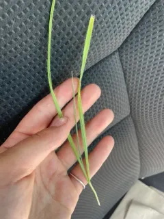 Meadow Brome thumbnail 3