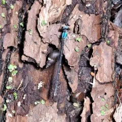 Blue-tipped Dancer thumbnail 3