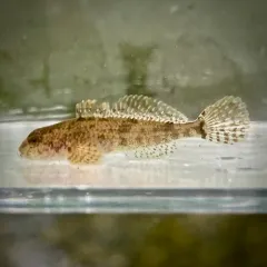 Mottled Sculpin thumbnail 1