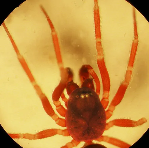 Frederickus coylei