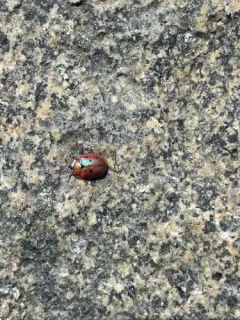 Blacklegged Tortoise Beetle thumbnail 4