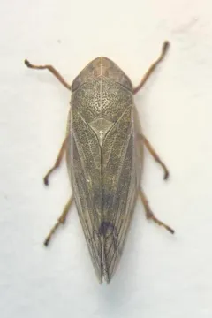 Willow Spittlebug thumbnail 3