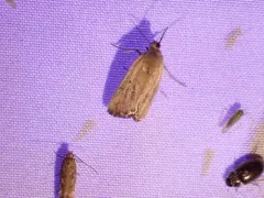 Ponometia tortricina thumbnail 2