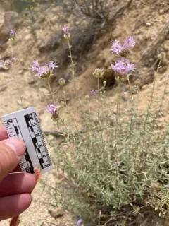 Monardella angustifolia thumbnail 3
